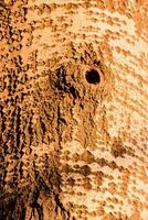 a close up of a tree with a hole in it photo