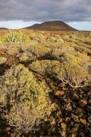 a desert landscape with cactus plants and rocks photo