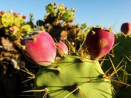 a cactus plant with pink flowers and green leaves photo