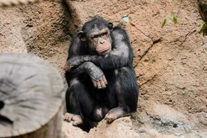 a chimpanzee sitting on a rock in a zoo photo