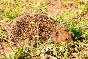 a hedgehog is standing in the grass photo