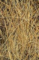 a close up of dry grass and weeds photo