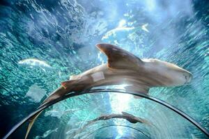 un tiburón nadando mediante un túnel en un acuario foto