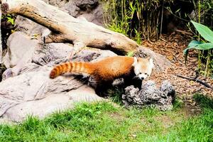 a red panda is walking on the rocks photo