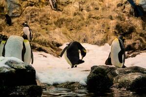 penguins in the zoo photo