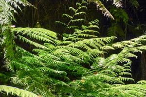 a fern growing in the forest photo