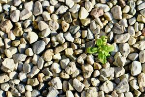 Background with a plant in gravel photo