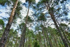 antecedentes con arboles foto