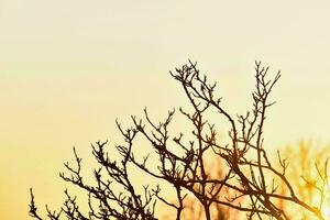 un árbol con desnudo ramas en contra un puesta de sol cielo foto