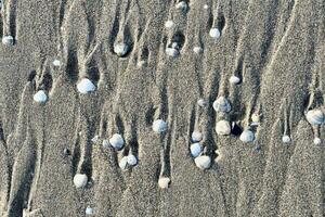 shells on the beach photo