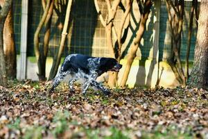 a dog running through the leaves in the woods photo
