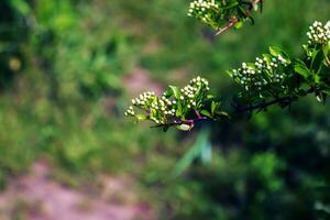 Nature spring background. Pyracantha coccinea white flowers in garden. White firethorn blossoming shrub outdoor. Blooming spring bush Pyracantha coccinea photo