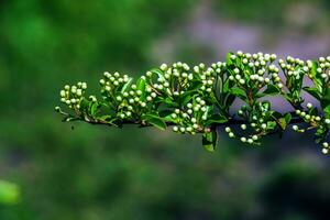 Nature spring background. Pyracantha coccinea white flowers in garden. White firethorn blossoming shrub outdoor. Blooming spring bush Pyracantha coccinea photo