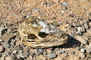 A skull in the desert photo