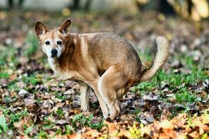 un perro en el bosque foto