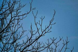 Tree branches against a blue sky photo