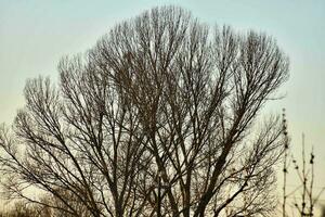 antecedentes con arboles foto