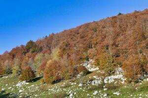 autumn trees on the mountain side photo