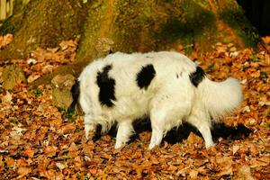a dog sniffing around in the leaves photo