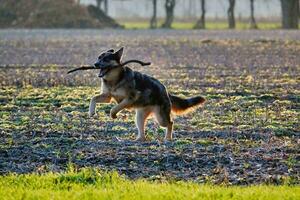 un perro corriendo en el campo con un palo en sus boca foto
