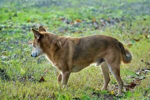 a brown dog is standing in the grass photo