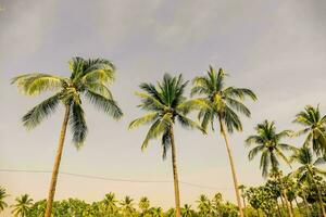 Palm trees background photo