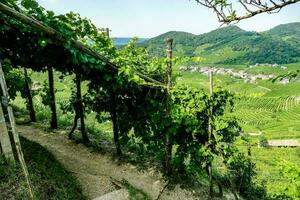 A grape crop photo