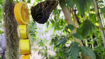 Tier Insekten schön Schmetterling video