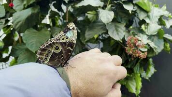 dier insecten mooi vlinder video