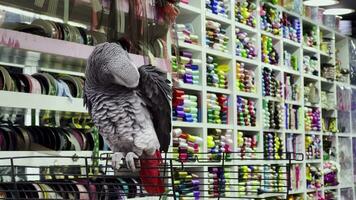 vogel papegaaien in katoen kleding stof winkel video
