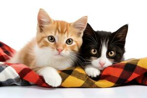 Two kittens lying on plaid and looking at camera. isolated on white background, Two cats lying on plaid isolated on white background, close up, AI Generated photo