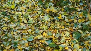 herfst blad val, gedaald bont droog bladeren gedekt met een dik laag van aarde, achtergrond video