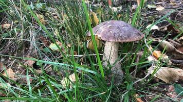 beautiful edible boletus mushroom with a brown cap in the grass among fallen leaves video