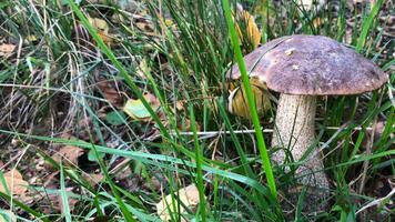 autumn, brown boletus mushroom in the grass, panorama video