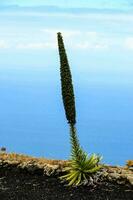 primer plano de una planta foto