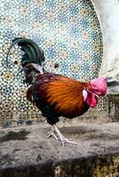 A  rooster with colorful feathers photo