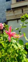 rojo hibisco flor en naturaleza antecedentes eso lata ser considerado el reina de tropical flores y lata además utilizar flores y hojas ese Contiene mucílago para medicinal y belleza beneficios como Bueno. foto