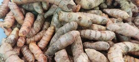 Sand Ginger Kaempferia Galanga on the local food market photo