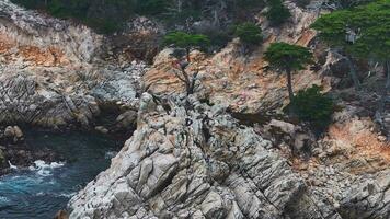 il solitario cipresso, visto a partire dal il 17 miglio viaggio, nel ciottolo spiaggia, California. aereo Visualizza. video