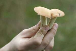 mushroom in hand photo