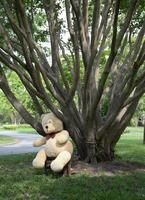 osito de peluche oso sentado en el suelo foto