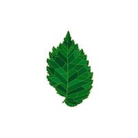 Green silhouette elm tree leaf isolated on white background. Design element for decorating. vector