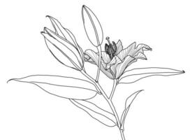 Realistic linear drawing of lily flower with leaves and buds, black graphics on white background, modern digital art. Element for design. vector