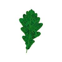 Green silhouette oak leaf isolated on white background. Design element for decorating. vector