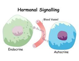 hormonal señalización Ciencias diseño vector ilustración