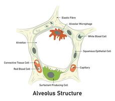 Alveolus Structure Science Design Vector Illustration