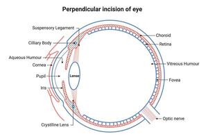 perpendicular incisión de ojo Ciencias diseño vector ilustración