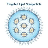 dirigido lípido nanopartícula Ciencias diseño vector diseño ilustración