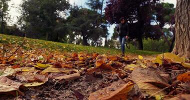 proche en haut de feuilles dans le sol video