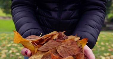 vrouw tonen herfst bladeren in haar handen video